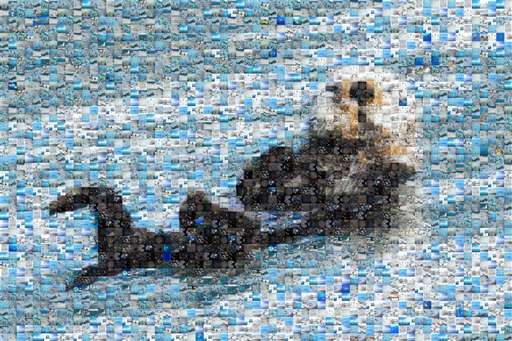 You Otter Know by yshditlu23