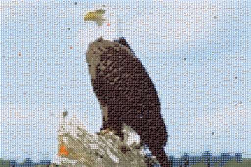 Bald Eagle by austindavis