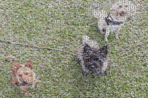 Untitled by purplebadgerino