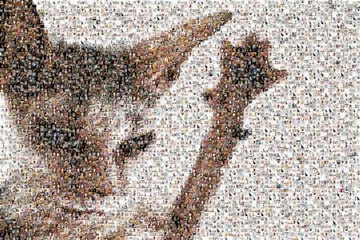 wolsoner 1 by wolsoner