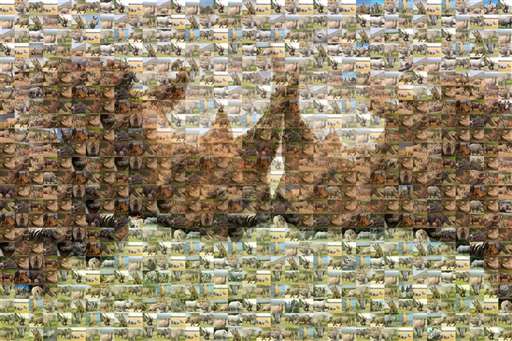 White Rhino by redson