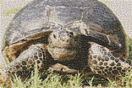 Gopher Tortoise (Gopherus polyphemus) by 10029609