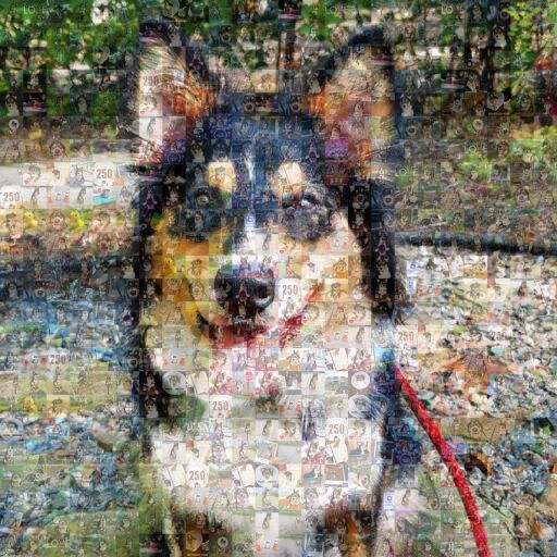 Zorros 100th Post by barkofzorro