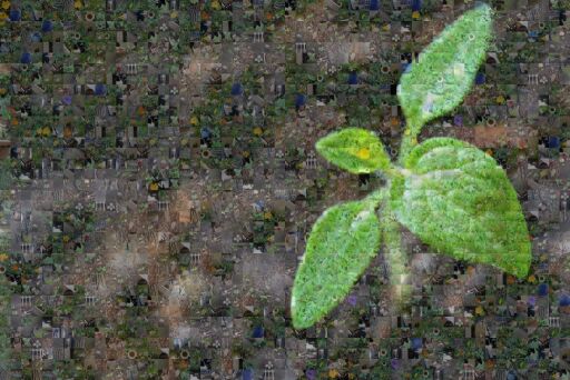 Solar Boys Nature Photography by jolester