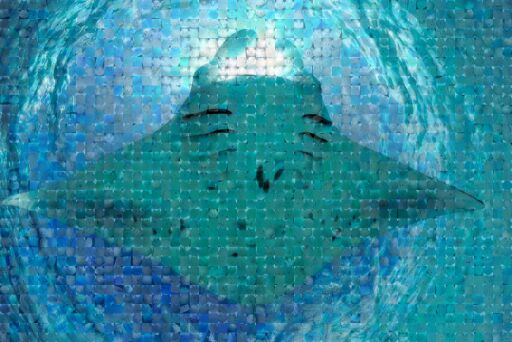 Reef Belly Shot_1 by mantatrust