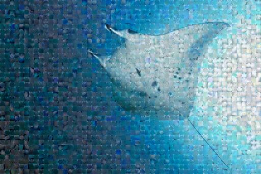 Reef Belly Shot_4 by mantatrust