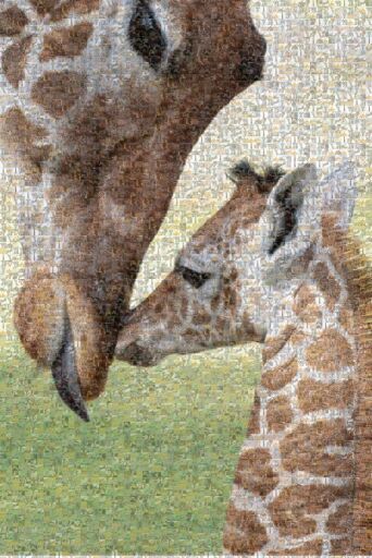 Mom and baby giraffe by candacemcgregor