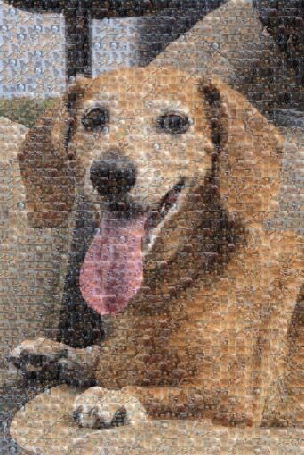 pet-mosaics