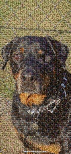 Coco’s Mosaic by sodendahl
