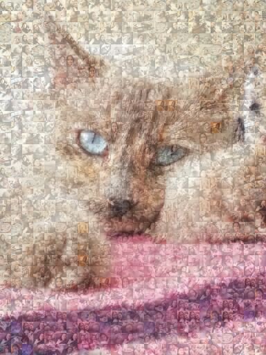 Feline Portrait Study by kenyakay11