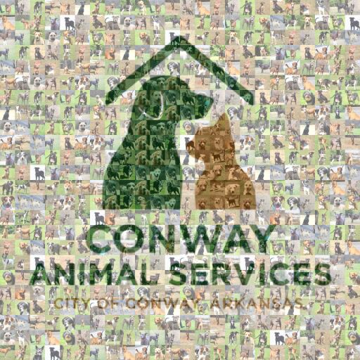 Playful Canine Companions by cas7