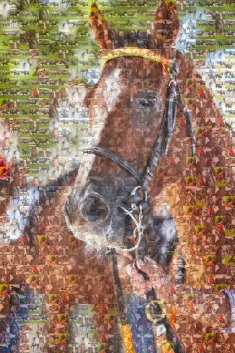 Equine Portrait Study by chrissylaughlin