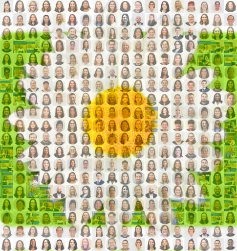 Golden Daisy Bloom Copy by aromel