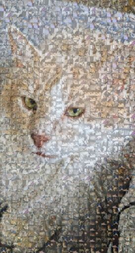 Fluffy Ginger Cat Portrait by bbrandon111